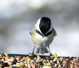 Chickadee 4