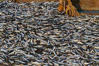 Rich catch. Full ship of fish. Fishing dock in southern India