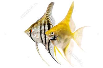 Angelfish Pterophyllum scalare aquarium fish