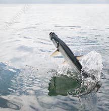 Tarpon fish jumping out of water - Caye Caulker, Belize