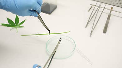 Woman research scientist cannabis tweezers preparation cultivation