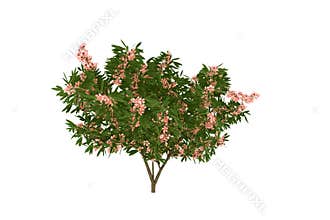 Blooming oleander tree