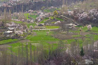 Blossom in Hunza valley, Karimabad, Gilgit Baltistan, Pakistan