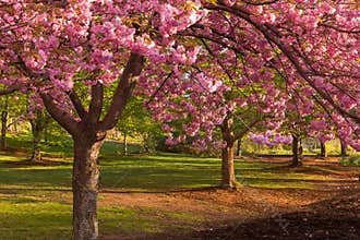 Cherry blossom at Branch Brook Park