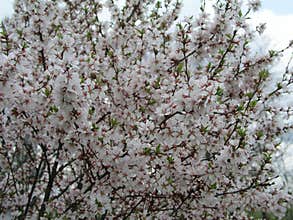 Nanking cherry Prunus tomentosa, Korean cherry, Manchu cherry, downy cherry, Chinese cherry, Chinese cherry, Chinese cherry, Chine