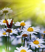 Beautiful garden scene sunny day