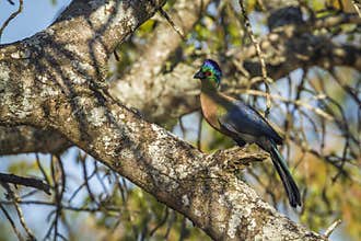 Purple-crested Turaco in Kruger National park, South Africa