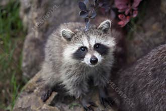 Raccoon Procyon lotor