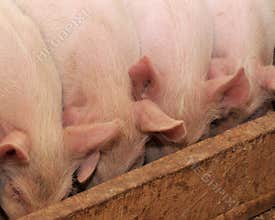 Pigs