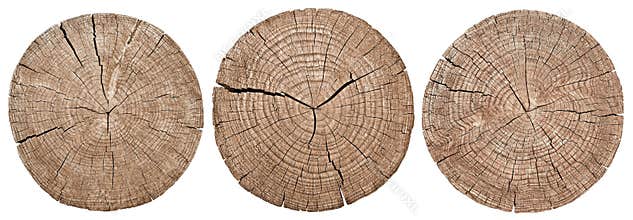 Tree trunk