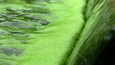 Science research, the water is green, algae, chlorella production, bio technology
