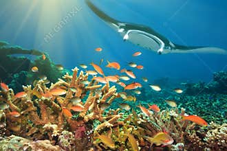 Fishes and manta ray
