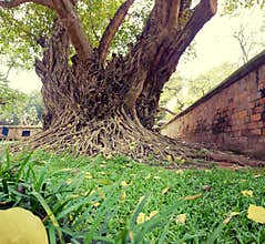 Ficus tree at Temple of Literature in Hanoi
