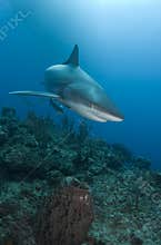 Reef Shark Close