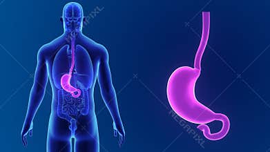 Stomach zoom with Organs