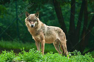 Wolf