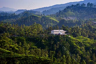 Tea plantations in Ella, Sri Lanka