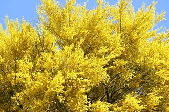 Brilliant bright yellow blooming Palo Verde tree in the desert of Tucson arizona
