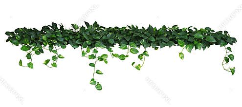 Heart shaped green yellow leaves of devil`s ivy or golden pothos