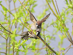 Two cute birds in love spring Sparrow on the branches of trees