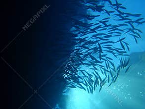 Fish shoal swimming in the deep blue