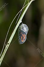 Monarch cocoon