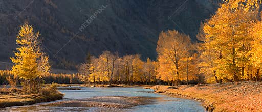 A beautiful autumn mountain landscape with sunlit poplars and blue river. Autumn forest with fallen leaves.