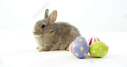 Easter eggs and Easter bunny