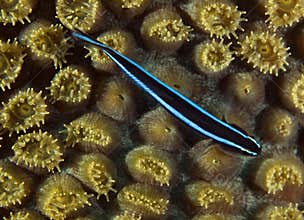 Neon Goby-Gobiasoma oceanops