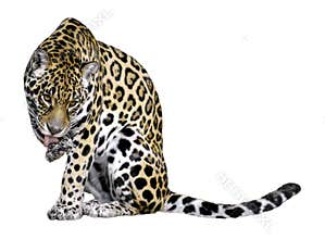 Isolated jaguar of licking the leg