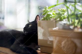 Black cat