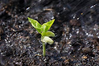 Bean plant