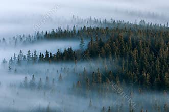 Foggy landscape. Foggy valley of Sumava national park. Detail of forest, Boubin mountain of Czech Republic.