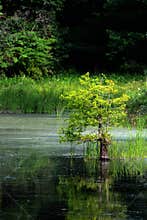Small cypress