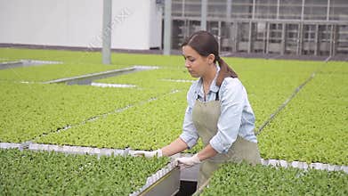 Woman puts salad sprouts on a growing table for hydroponics.