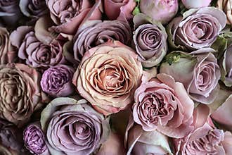 Beautiful pink, violet and peach roses wedding bouquet closeup macro