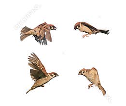 birds sparrows in flight isolated on a white background in various poses