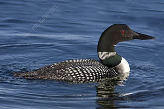 Common Loon XII (Gavia immer)