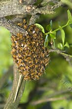 Honey Bee Hive