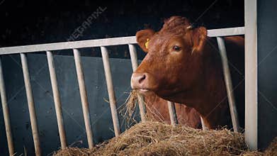 Cow In Shed Eating Straw
