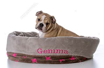 bulldog sitting in dog bed