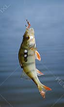 Perch fish catch on the hook. Bass river fish and natural background. Fishing activity.