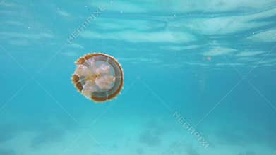 Underwater Jelly Fish
