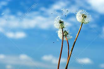 Dandelion head on the sky