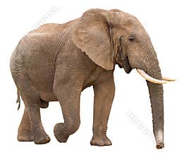 African Elephant Isolated