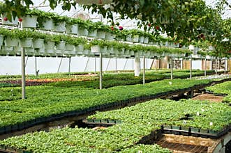 Spring greenhouse nursery