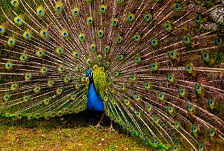 Peacock displaying tail