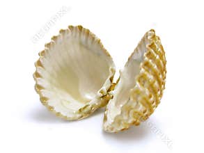 Open scallop shell
