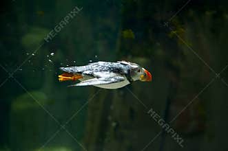Puffin