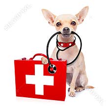 Medical doctor dog
